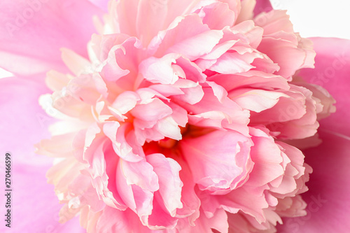 Beautiful pink peony flower as background, closeup