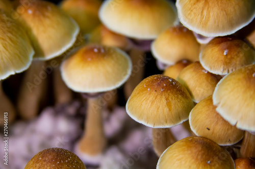 Golden Teacher Psilocybe Cubensis Magic Mushrooms 