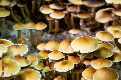 Golden Teacher Psilocybe Cubensis Magic Mushrooms 