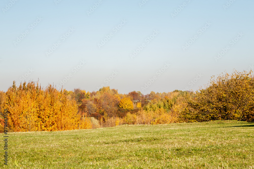 Autumn landscape with red and yellow trees in the park in bright sunny day with clear blue sky