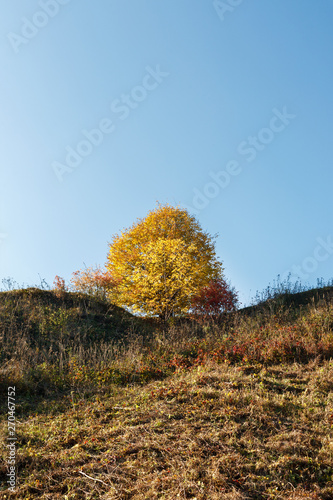 Autumn landscape: single tree with yellow foliage on the top of the hill in bright sunny day with clear blue sky, vertical