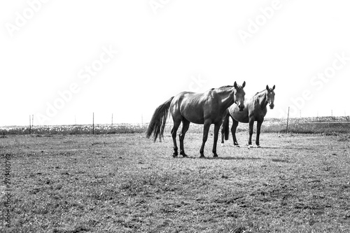 Horses in the Landscape of a Farm