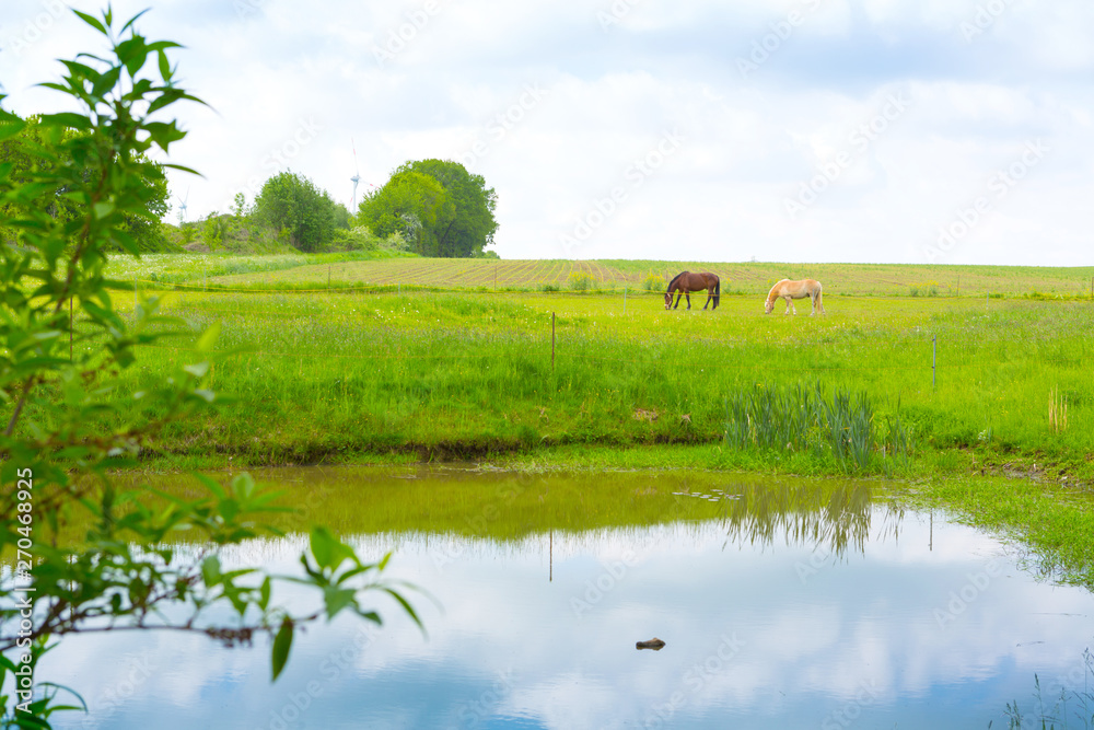 Horses in the Landscape of a Farm