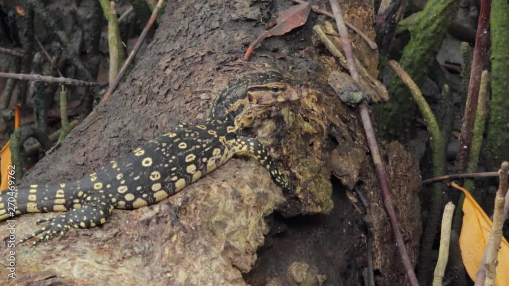 An Asian baby water monitor in its natural habitat resting on a tree trunk. An Asian baby water monitor in its natural habitat resting on a tree trunk.