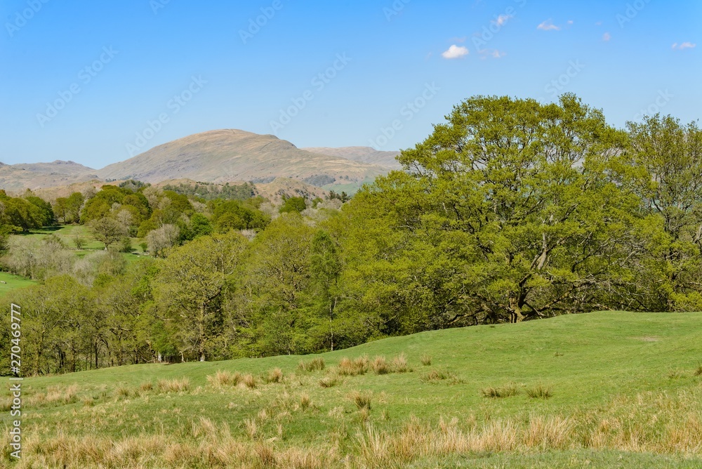 A rural scene with grass, trees, mountains in the distance, and blue sky. It was taken near Ambleside, in the English Lake District. A rural scene with grass, trees, mountains in the distance, and blue sky. It was taken near Ambleside, in the English Lake District.