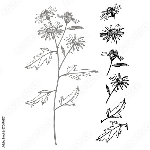 Wallpaper Mural Chamomile. Collection of hand drawn flowers and plants. Botany. Set. Vintage flowers. Black and white illustration in the style of engravings. Torontodigital.ca