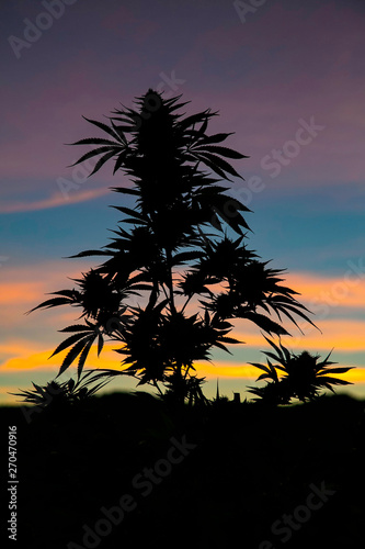 Cannabis leaf  marijuana silhouette on blurred background of twilight sky colours. Copy space. Concept of growing hemp