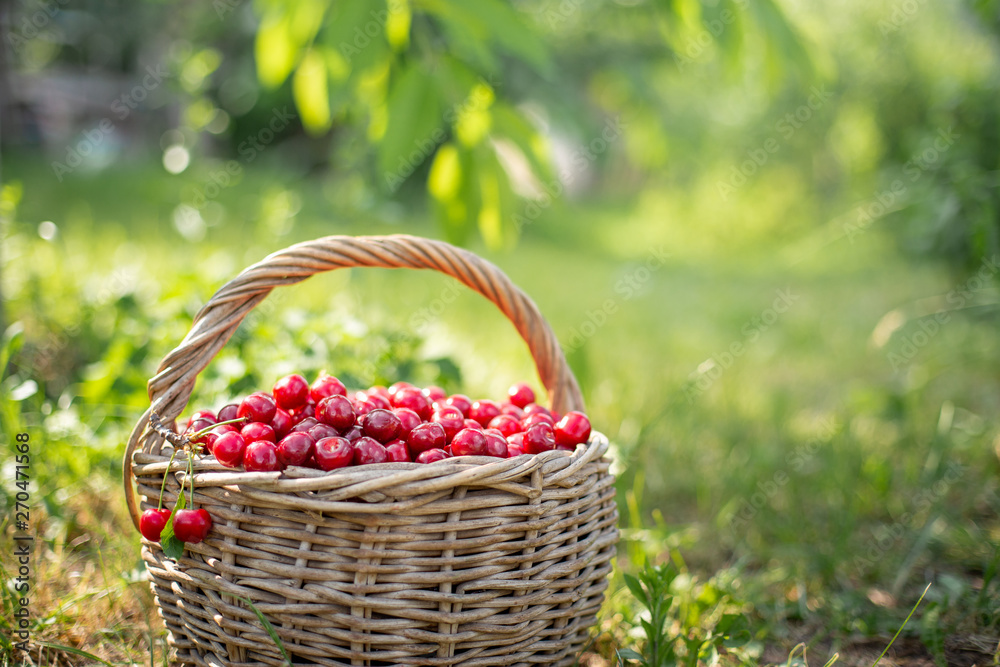 Full basket of ripe and fresh red sweet cherries Full basket of ripe and fresh red sweet cherries