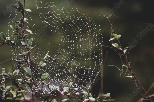 Plakat Tela de araña