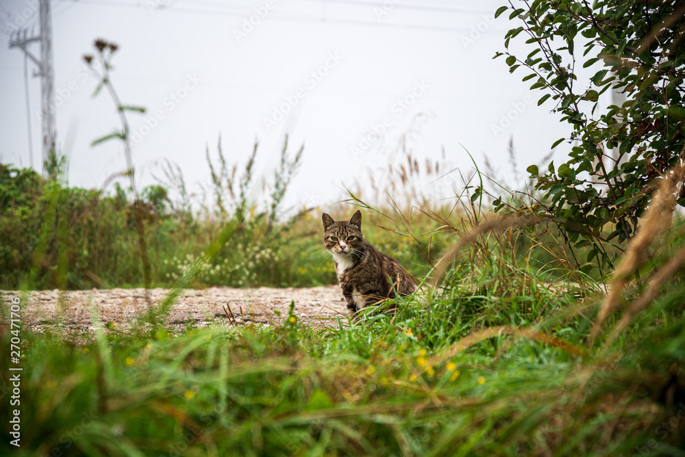 small kittens playing in green grass. summer small kittens playing in green grass. summer