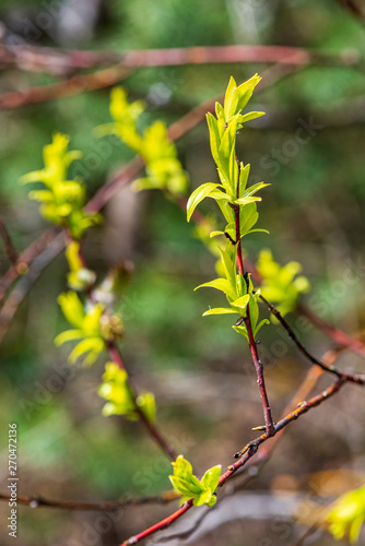 foliage leaf grass texture in green sunny summer time