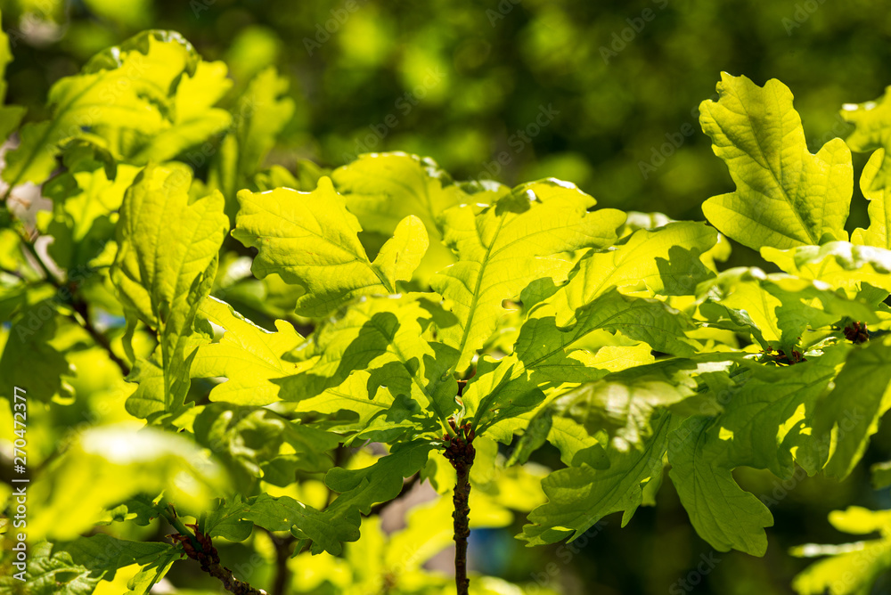 foliage leaf grass texture in green sunny summer time foliage leaf grass texture in green sunny summer time