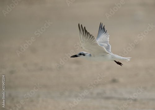Gull-billed tern in flight, Bahrain 