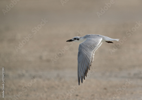 Gull-billed tern in flight, Bahrain 