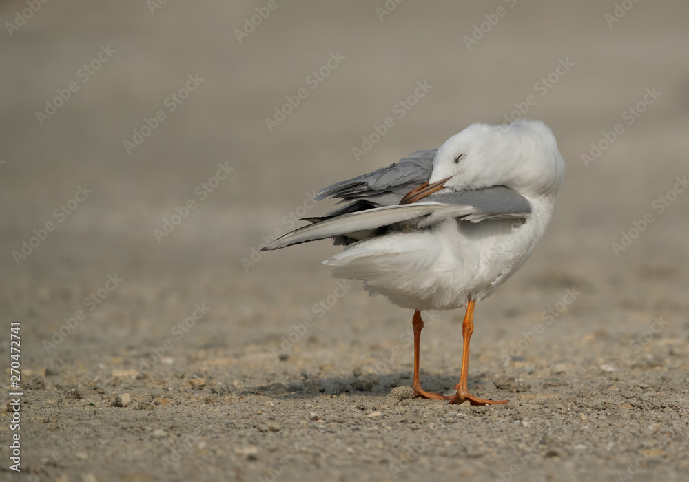 Seagulls are typically medium to large birds and grey or white in color Seagulls are typically medium to large birds and grey or white in color