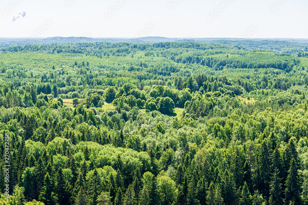 endless forests in summer dayat countryside from above