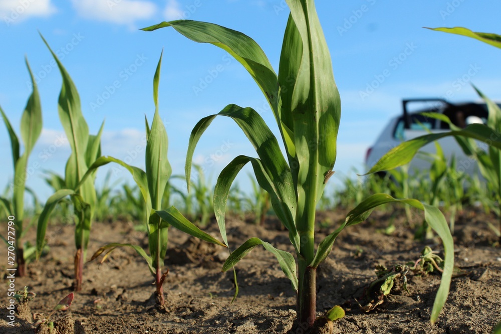 Obraz premium corn growing in a field