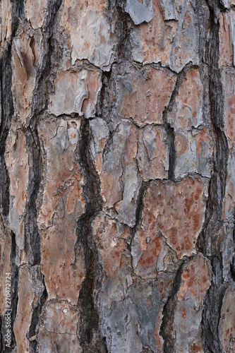 Bark of an old evergreen tree © Cat