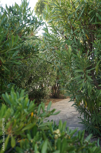 view through the thickets on a paved path © Svetlana