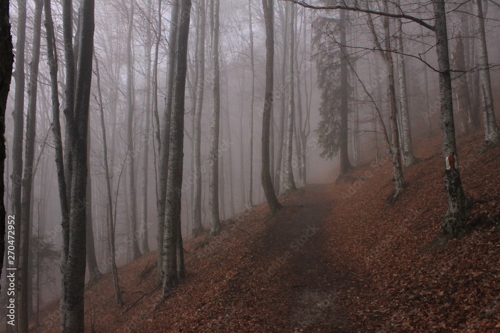 Obraz premium The path