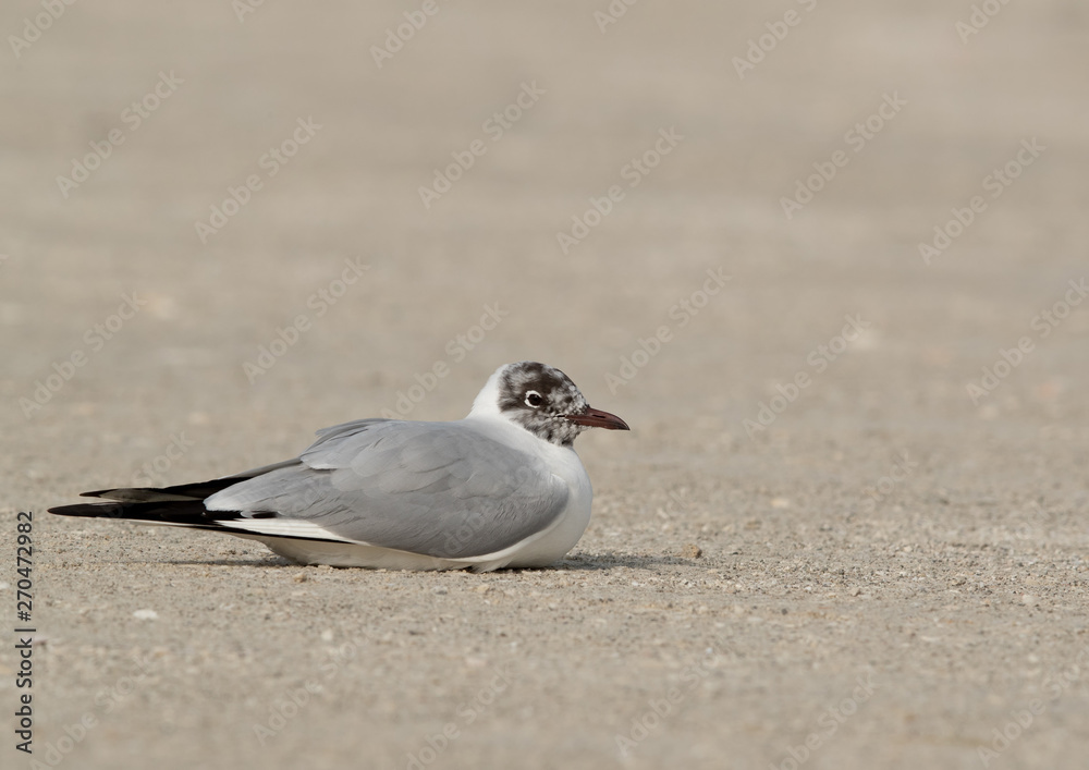Black-headed gull at Busaiteen coast, Bahrain 