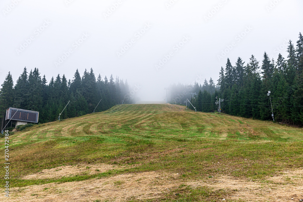 Fototapeta premium endless forests in summer dayat countryside from above