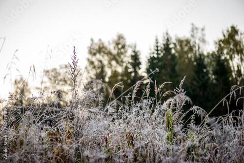 frozen frosty grass bents in late autumn with winter coming
