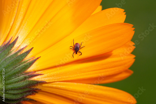 Fototapeta Naklejka Na Ścianę i Meble -  Castor bean tick or Sheep Tick - Ixodes ricinus - on the flower of a Pot marigold -Calendula officinalis.