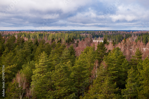 endless forests in summer dayat countryside from above photo