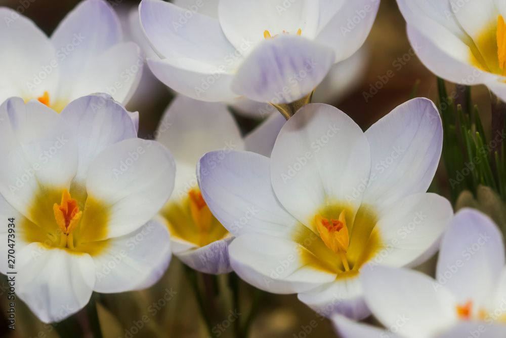 Fototapeta premium White crocuses. Are one of the first signs of spring. Crocuses are used in landscape design.