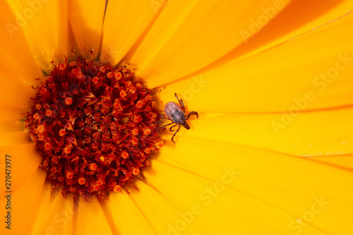 Castor bean tick or Sheep Tick - Ixodes ricinus - on the flower of a Pot marigold -Calendula officinalis.