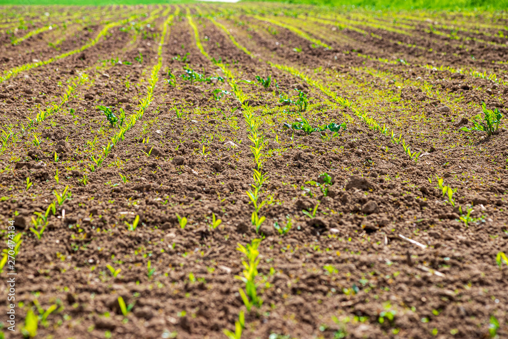 cultivated fields in countryside with dark and wet soil for agriculture. cultivated fields in countryside with dark and wet soil for agriculture.