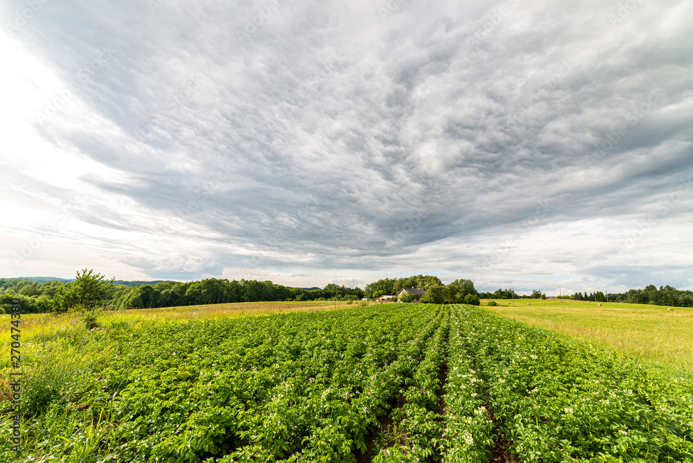 endless fields and forests with green trees under fog in countryside