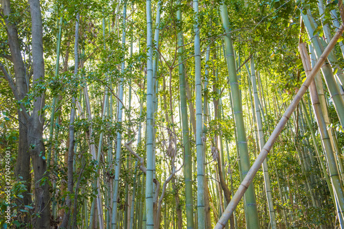 Bamboo forest