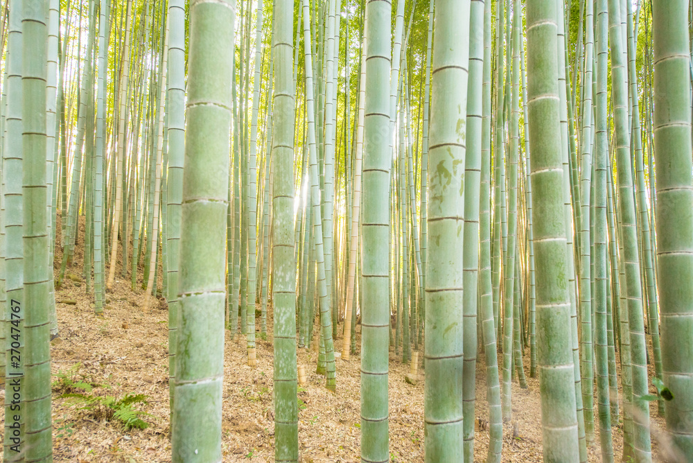 Fototapeta premium Bamboo forest