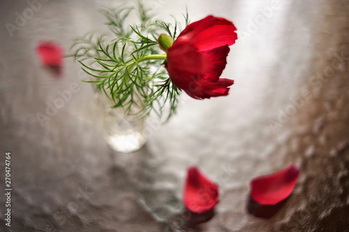 Red peony flower in a vase on a table with showered petals