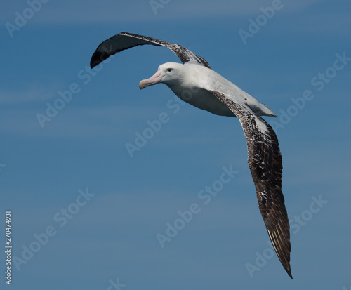 Albatross in flight over Water