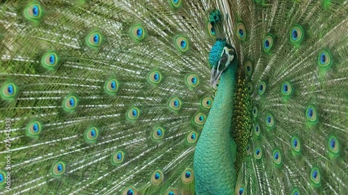 Close up male peacock with fully unfolded feathers of his tail.