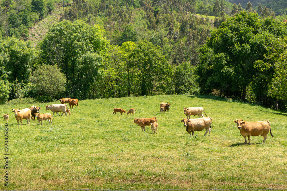 Obraz premium Group of cows and bulls grazing in a large, very green plantation