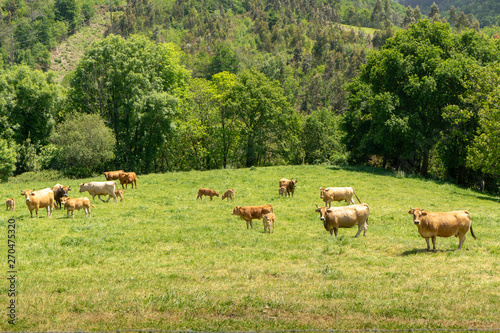 Group of cows and bulls grazing in a large, very green plantation