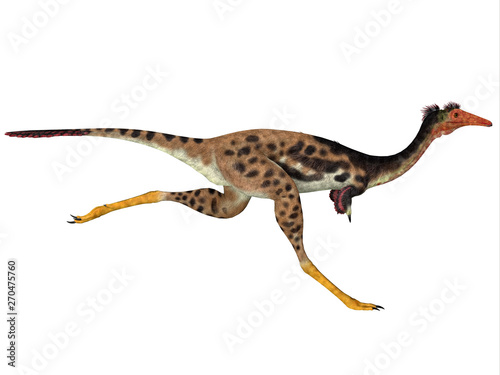 Mononykus Dinosaur Tail - Mononykus was a carnivorous theropod dinosaur that lived in Mongolia during the Cretaceous Period.