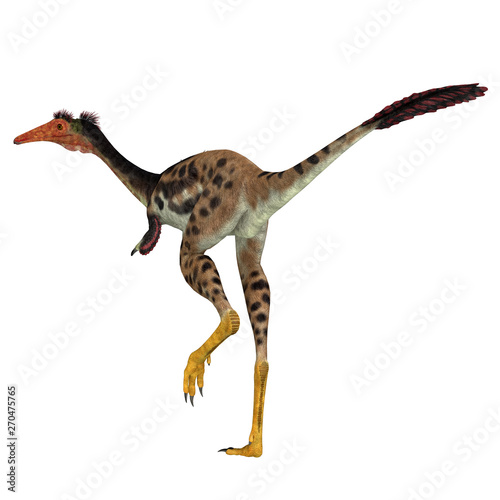 Mononykus Dinosaur Tail - Mononykus was a carnivorous theropod dinosaur that lived in Mongolia during the Cretaceous Period.