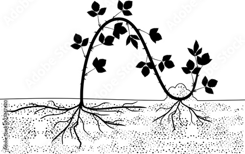 Propagation by layering. Blackberry plant vegetative reproduction scheme isolated on white background