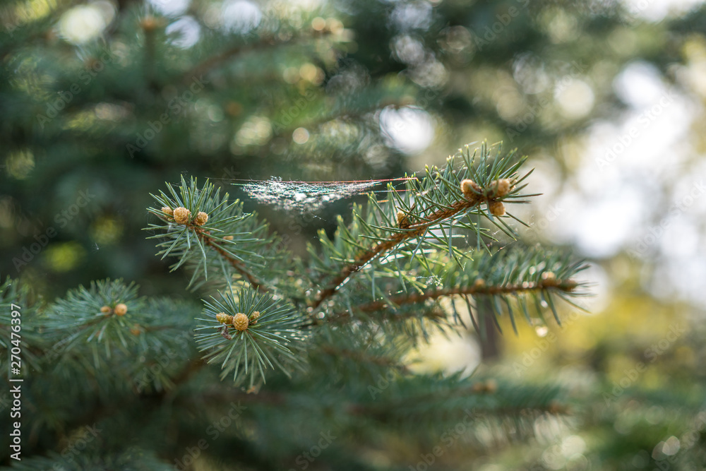 green needles of spruce with spider's web green needles of spruce with spider's web