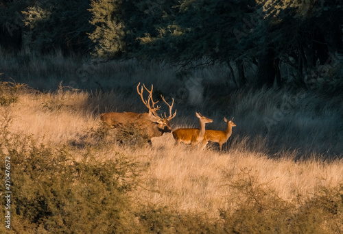 Fototapeta Naklejka Na Ścianę i Meble -  Red deer in Parque Luro Nature Reserve, La Pampa, Argentina