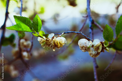 branch of a tree in spring