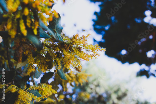 autumn leaves on blue background