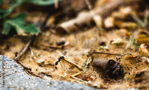 ant on a leaf