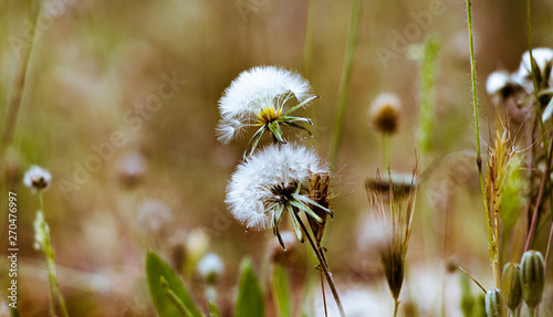 dandelion in grass