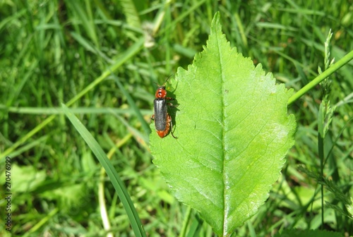 Cantharidae beetle © natalya2015